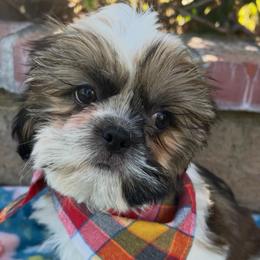 John - Gold and white male Shih Tzu puppy in Hemet, California from Aloha Shih Tzu