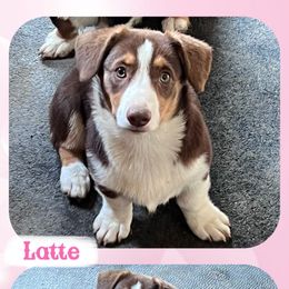 Latte - Red and white female American Corgi puppy in Fort Worth, Texas from King of Hearts Corgis