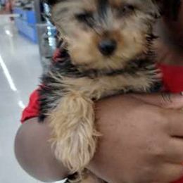 Yorkshire Terriers from Tiny Tiny Bundles