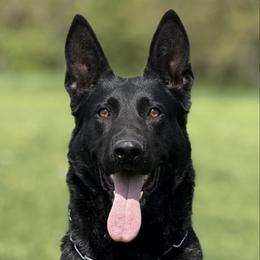 Berry - German Shepherd