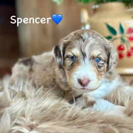 Spencer - Red merle male Aussiedoodle puppy in Lancaster, Minnesota from Finney Ranch
