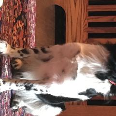 Stabyhouns from Fryske Point