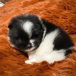 Merle - Black parti male Pomeranian puppy in Woodsfield, Ohio from Country Lane Kennels