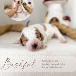 Bashful - Parti female Goldendoodle puppy in Hiddenite, North Carolina from Rose and Reid Doodles