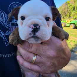 Purple - Red brindle female Bulldog puppy in Walhalla, South Carolina from Lowery's English Bulldogs