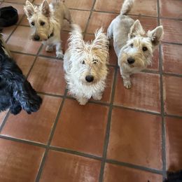 Red - Scottish Terrier