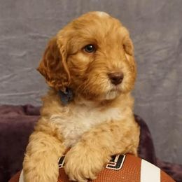 Australian Labradoodles from Triangle Trained Australian Labradoodles