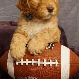 Australian Labradoodles from Triangle Trained Australian Labradoodles