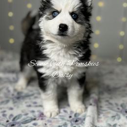 Daisy Duke - Black and white female Pomsky puppy in Rossville, Georgia from Scenic City Pomskies