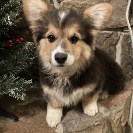 Bonny - Pembroke Welsh Corgi puppy from Mak-N-Hay Farms
