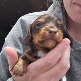 Chocolate and Tan Long hair Male - Chocolate and tan male Dachshund puppy in Fulton, Missouri from New Hope Dachshund Puppies