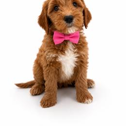 Kona - Apricot female Goldendoodle puppy in Elmwood Park, Illinois from Goldens&MiniAussiesWithFinesse