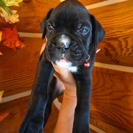 Red Collar - Brindle male Boxer puppy in Forsyth, Montana from Hert's Big Sky Boxers