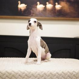 Bellatrix - Black brindle female Whippet puppy in Atlanta, Georgia from Sinaj