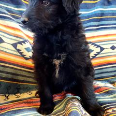 Bordoodle Puppies from JM Lazy S Doodles