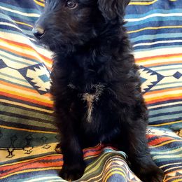 Bordoodle Puppies from JM Lazy S Doodles