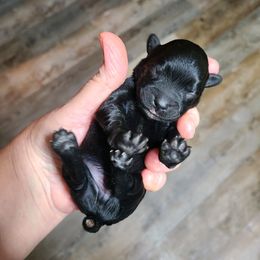 "1 day old " Yorkipoo Puppies from Gin and Stella's Adventures
