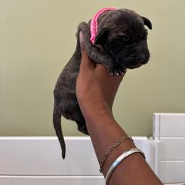 Cosmo - Brindle female Great Dane puppy in Marble Falls, Texas from Notorious Great Danes
