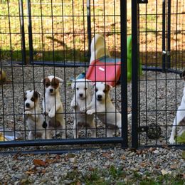 Jack Russell Terrier Puppies from Huckle Hill Jack Russell Terriers