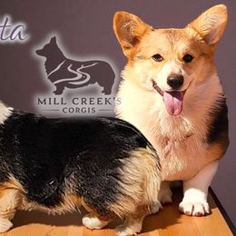 Loretta - Pembroke Welsh Corgi