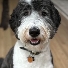 Bernedoodle, Bernese Mountain Dog, and Sheepadoodle All Grown Up from VonDoodles Bernedoodles & Sheepadoodles