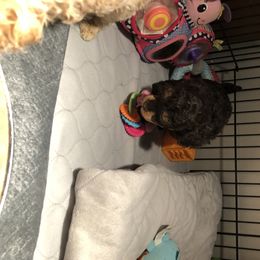 Aussiedoodle and Poodle Puppies from Ohana Companions