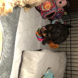 Aussiedoodle and Poodle Puppies from Ohana Companions