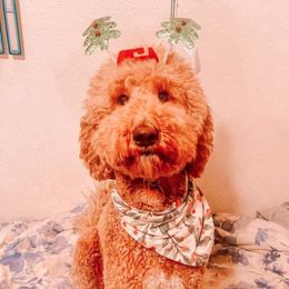 Coco - Goldendoodle