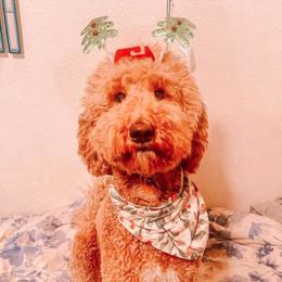 Coco - Goldendoodle