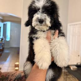 Peter - Male - Black and white male Bernedoodle puppy in Peoria, Arizona from Wroth's Pawsibilities