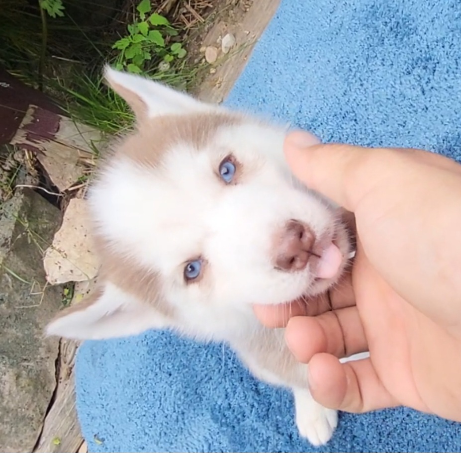 Tipsy - Red and white Siberian Husky puppy in Redwood, New York from Pope Family Farm
