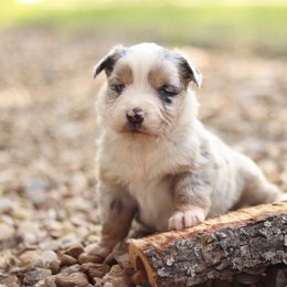 Miniature Australian Shepherd and Toy Australian Shepherd Puppies from Sanative Homestead