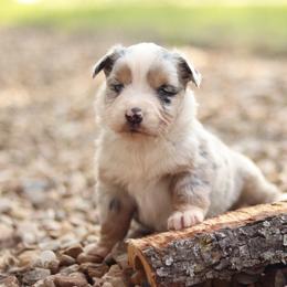 Miniature Australian Shepherd and Toy Australian Shepherd Puppies from Sanative Homestead