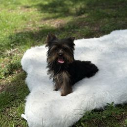 Yorkshire Terrier puppies from Puppies Forever 💙❤️🐶