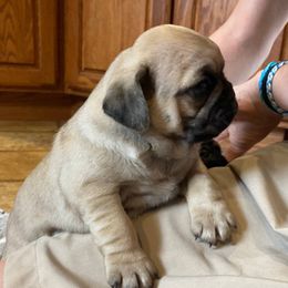 Pugs from Tina’s Pugs