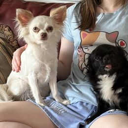 Chihuahuas from Tiny Paw Stars LLC