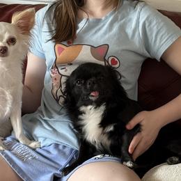 Chihuahuas from Tiny Paw Stars LLC