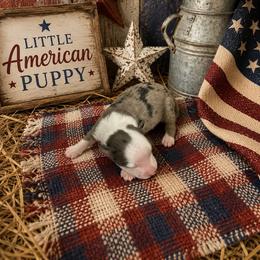 Girl 6 - Blue merle female Miniature Australian Shepherd puppy in Doddridge, Arkansas from Huddleston Farm