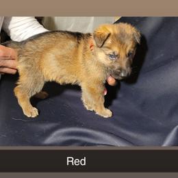 RED - Sable male German Shepherd puppy in Willoughby, Ohio from WolfPackk