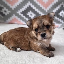 Liberty SMALL - Gold female Morkie puppy in Monticello, Iowa from Ashley’s Puppies