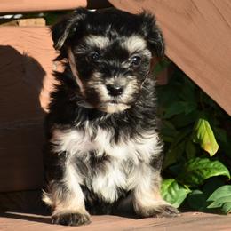 Violet - Black and tan female Havanese puppy in Angier, North Carolina from Hoppy Havanese