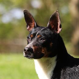 Joker - Rat Terrier