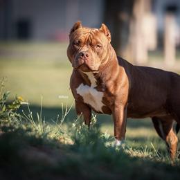 J-Lo - Chocolate tri-color female American Bully puppy in Lake Stevens, Washington from Red Iron Bullies