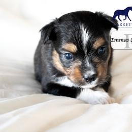 Girl 2 - female Miniature Australian Shepherd puppy in Galesburg, Illinois from Garretts Green Acres