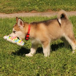 Alaskan Malamute Puppies from ArctiCircle Alaskan Malamutes
