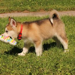 Alaskan Malamute Puppies from ArctiCircle Alaskan Malamutes