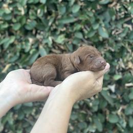 Girl 3 - female Poodle puppy in Modesto, California from Dry Creek Poodles