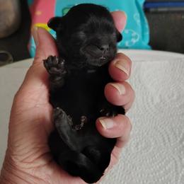 Liberty - Libby - Black female Shih Tzu puppy in Palmyra, New York from Karen's Tzus of Palmyra-Macedon