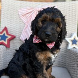 Kujo - Phantom male Bernedoodle puppy in Perrysville, Ohio from Pleasant Valley Bernedoodles