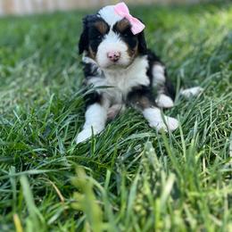 Princess Peach - Tri-color female Bernedoodle puppy in Casper, Wyoming from 307 Doodles